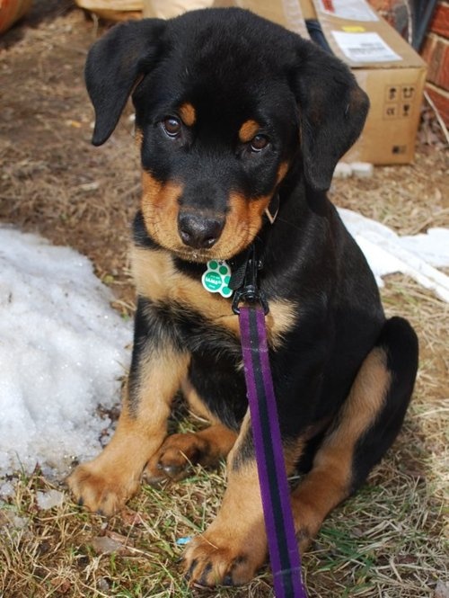 rottweiler puppy photo