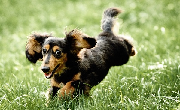 Things You Probably Didn’t Know About Rabbit Dachshunds 3