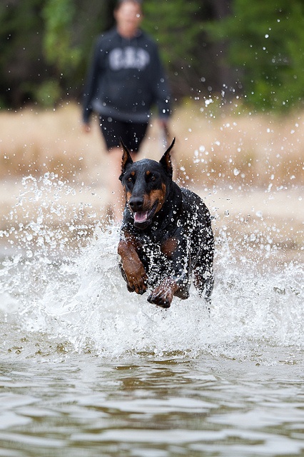 18 Reasons Dobermans Are Actually The Worst Dogs To Live With 13 running doberman water