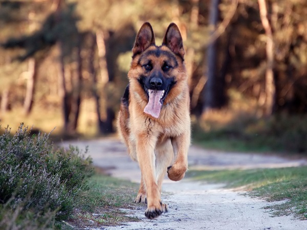 running german shepherd