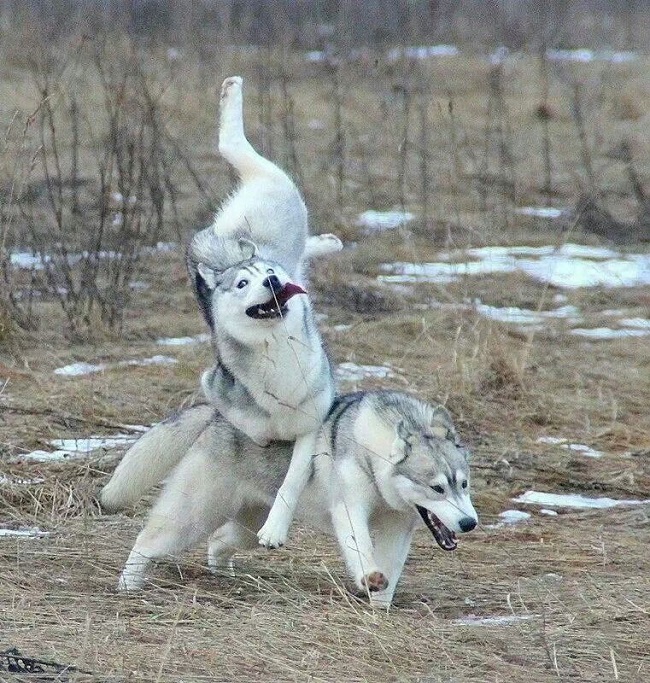 16 Reasons Huskies Are Not The Friendly Dogs Everyone Says They Are 8 running huskies funny