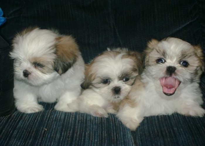 shih-tzu cute puppies