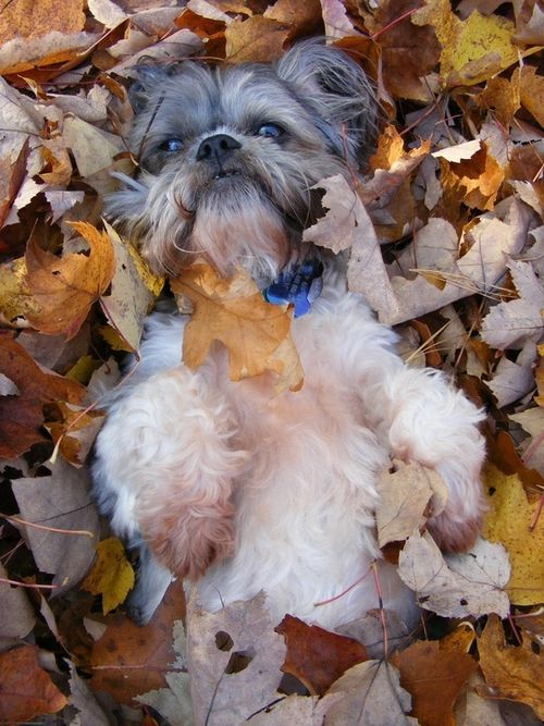 shih tzu lying in leaves