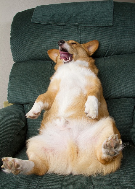 15 Reasons Why Corgis Are Actually The Least Favorite Dogs In The World 11 sitting corgi funny