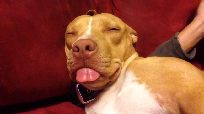 sleep pit bull