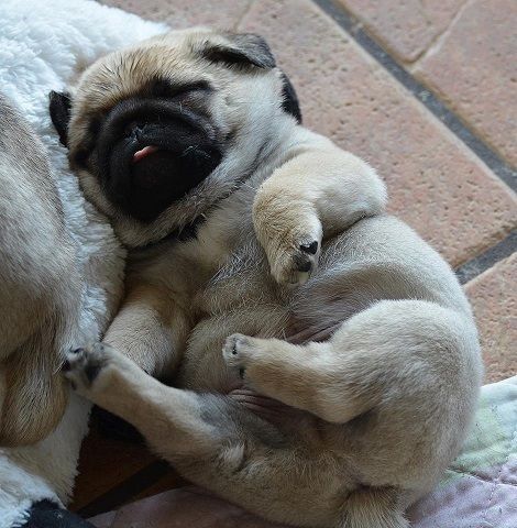 sleep pug pics
