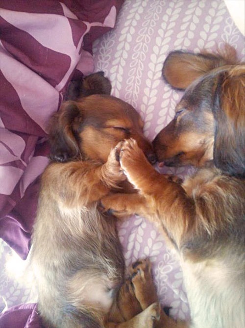 sleeping dachshunds mom and pup