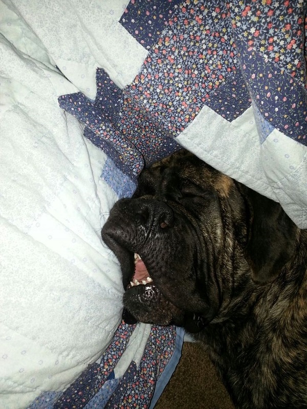 20 Reasons Mastiffs Are Actually The Worst Dogs To Live With 7 sleeping english mastiff