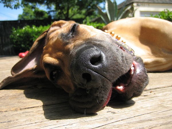 sleeping great dane face