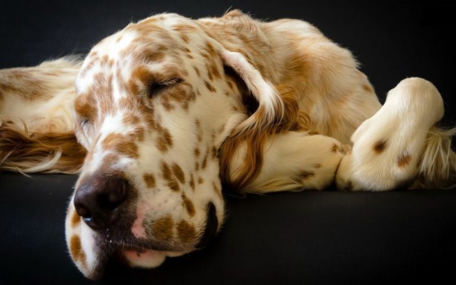 sleeping great dane
