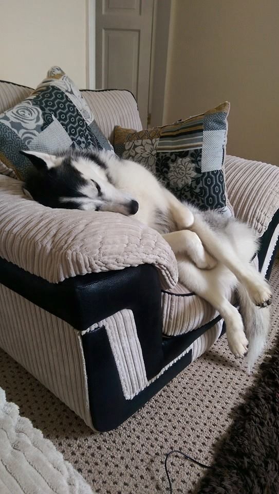 sleeping husky armchair
