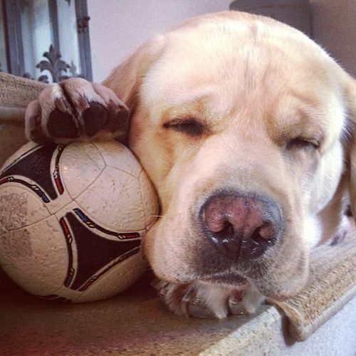 25 Reasons Labradors Are Actually The Worst Dogs To Live With 7 sleeping lab ball
