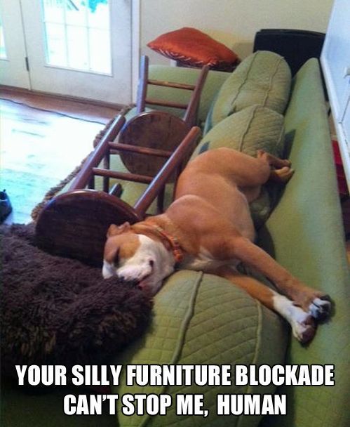 20 Reasons Mastiffs Are Actually The Worst Dogs To Live With 10 sleeping mastiff furniture