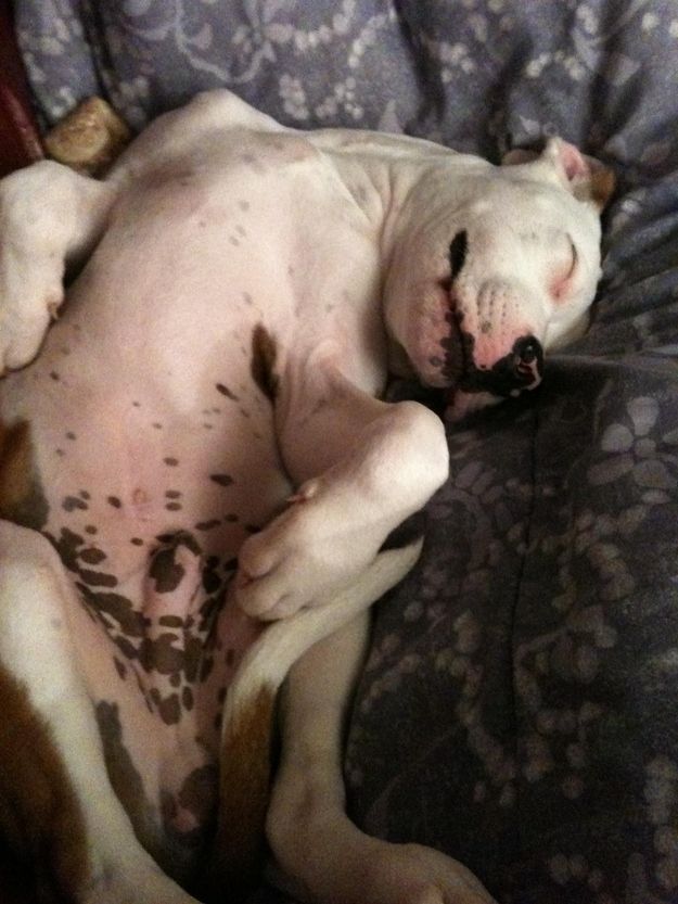 12 Reasons Why You Should Never Own Pit Bulls 3 sleeping pit bull