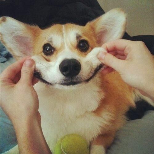 15 Reasons Why Corgis Are Actually The Least Favorite Dogs In The World 8 smile corgi funny