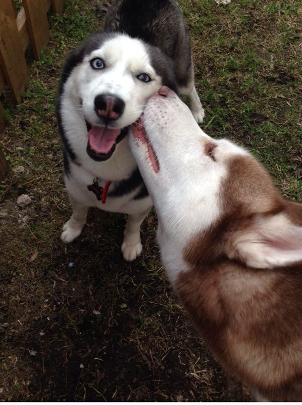 snuck, kiss, huskies
