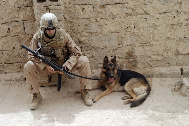 15 Stories About Animals – Soldiers Of Their Countries 15 soldier german shepherd photography