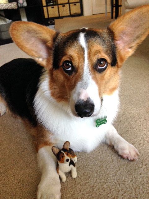 15 Reasons Why Corgis Are Actually The Least Favorite Dogs In The World 4 staring corgi face