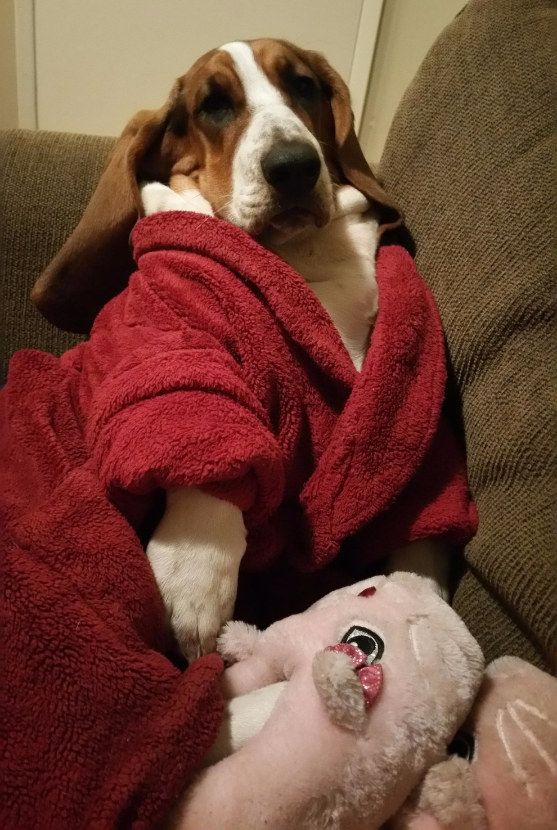 18 Reasons Basset Hounds Are Actually The Worst Dogs To Live With 6 stylish basset hound