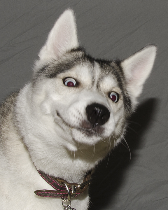 wrong emotion lol husky