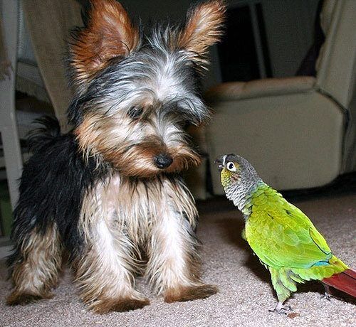 18 Reasons Yorkshire Terriers Are The Worst Dogs To Live With 13 yorkie smaller bird