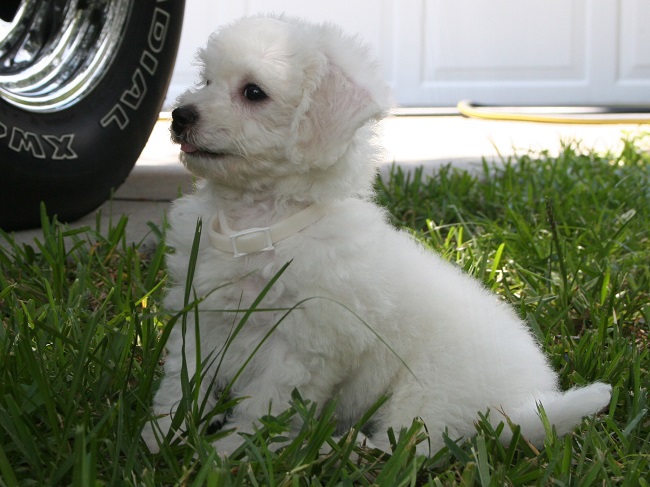 Bichon Frise sitting