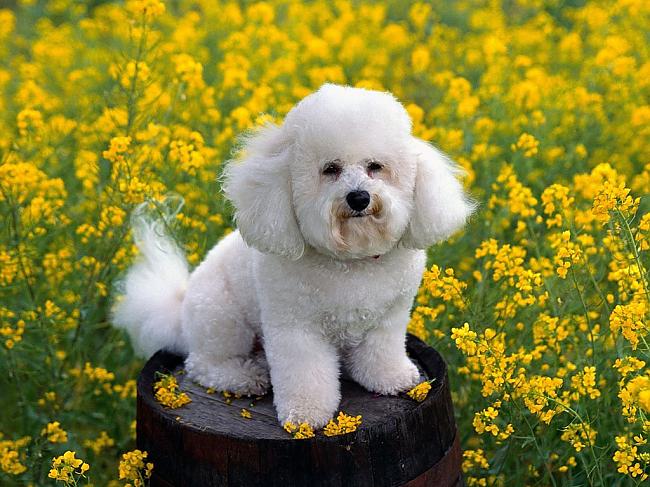 Bichon Frise white dog