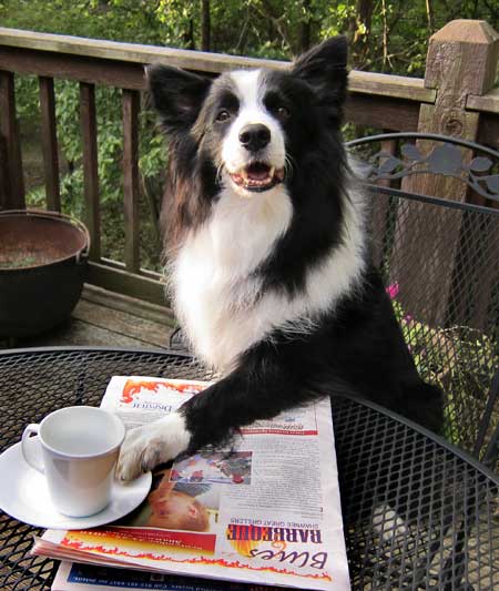 16 Reasons Border Collies Are The Worst Indoor Dog Breeds Of All Time 2 Border Collie dinner