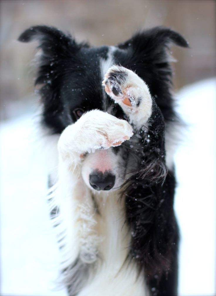 16 Reasons Border Collies Are The Worst Indoor Dog Breeds