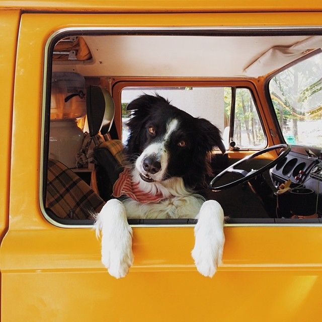 16 Reasons Border Collies Are The Worst Indoor Dog Breeds Of All Time 1 Border Collie in car