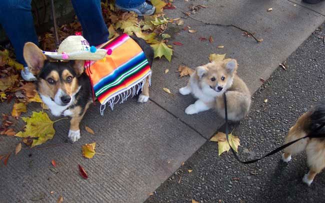 Burro corgi