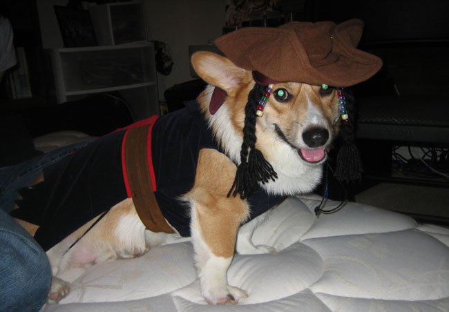 Captain Jack Sparrow corgi