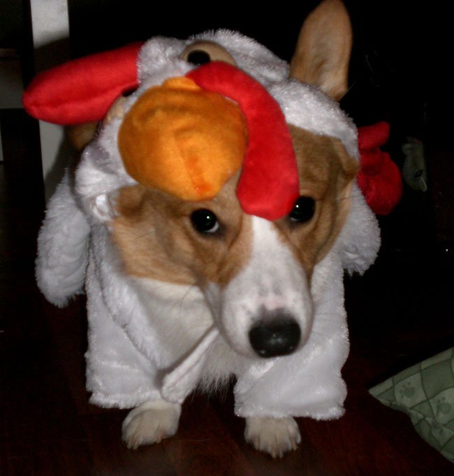 Chicken corgi