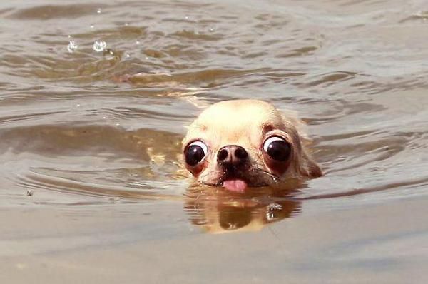 16 Reasons Chihuahuas Are Not The Friendly Dogs Everyone Says They Are 1 Chihuahuas eyes water