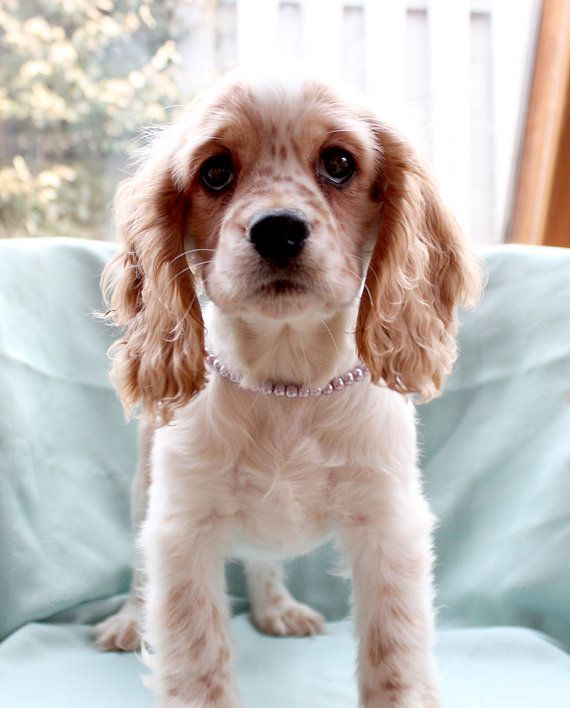 Cocker spaniel wearing pearl collar