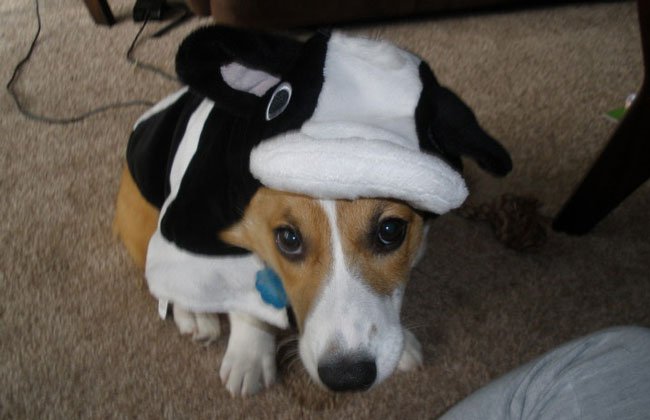 Cow corgi