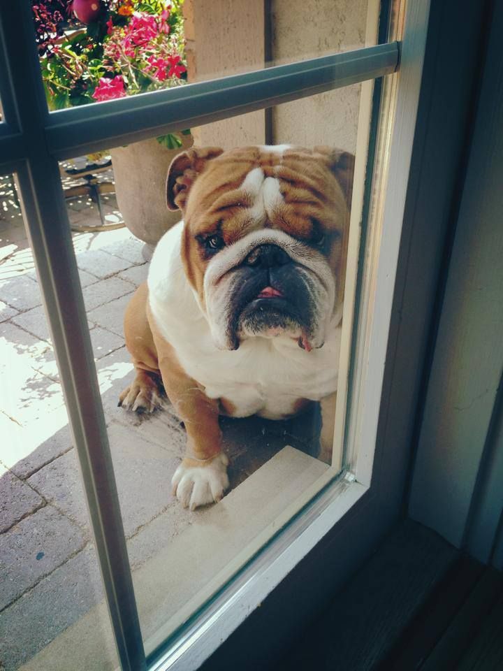 16 Reasons English Bulldogs Are The Worst Indoor Dog Breeds Of All Time 16 English Bulldog dog