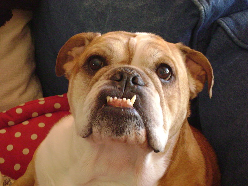 16 Reasons English Bulldogs Are The Worst Indoor Dog Breeds Of All Time 2 English Bulldog face