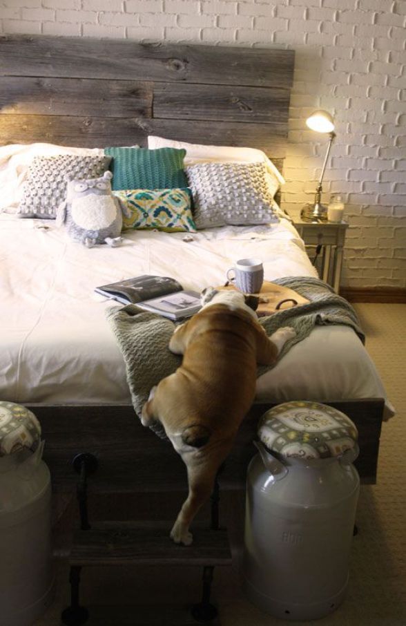 16 Reasons English Bulldogs Are The Worst Indoor Dog Breeds Of All Time 6 English Bulldog funny