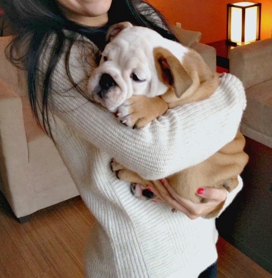 18 Things All English Bulldog Owners Must Never Forget 8 English Bulldog hug