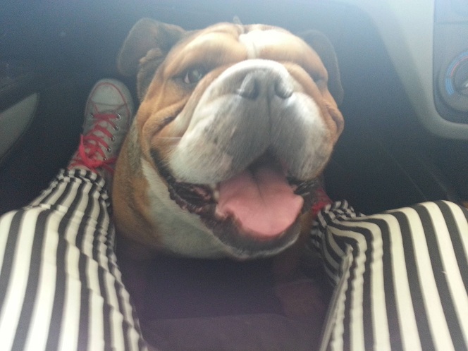 18 Things All English Bulldog Owners Must Never Forget 6 English Bulldog mouth