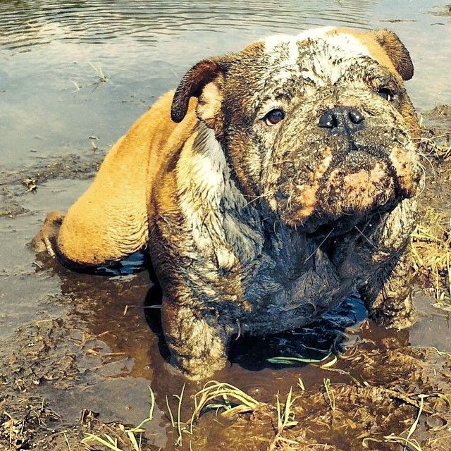 18 Things All English Bulldog Owners Must Never Forget 16 English Bulldog muddy