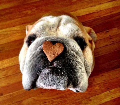 18 Things All English Bulldog Owners Must Never Forget 15 English Bulldog patience