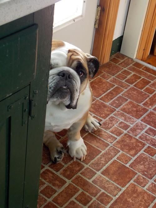 16 Reasons English Bulldogs Are The Worst Indoor Dog Breeds Of All Time 9 English Bulldog watching