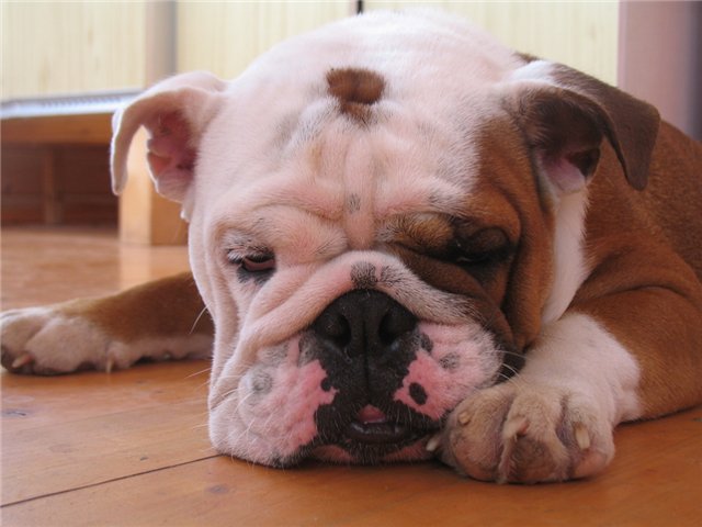 18 Things All English Bulldog Owners Must Never Forget 13 English Bulldogs face