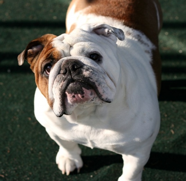 18 Things All English Bulldog Owners Must Never Forget 12 English Bulldogs photo