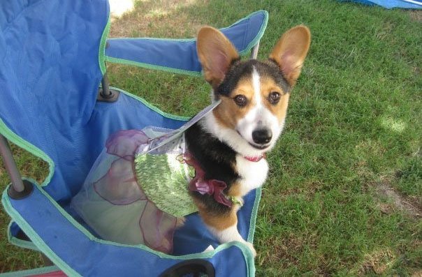 Fairy corgi pics