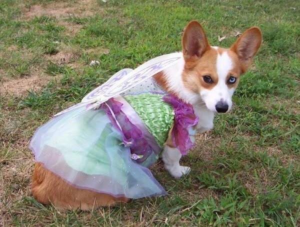 Fairy corgi