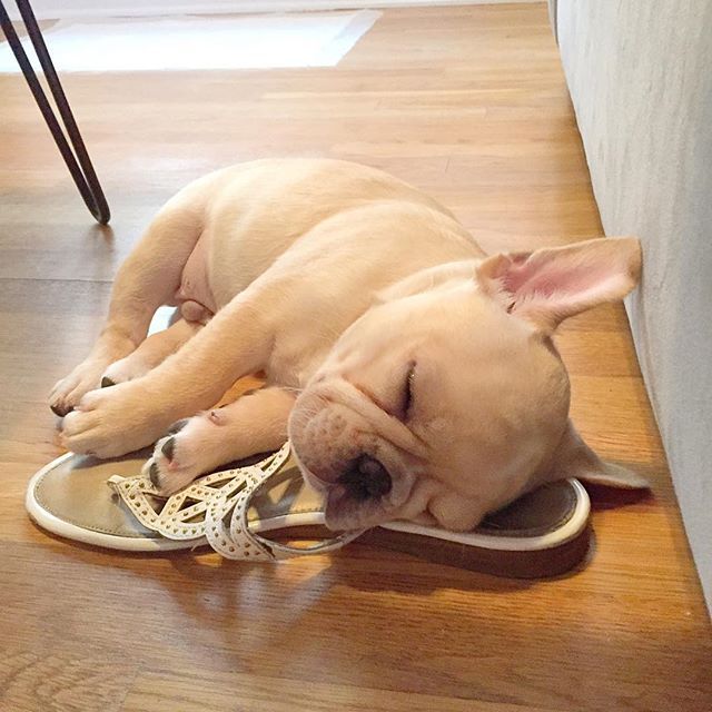 French Bulldog and shoe