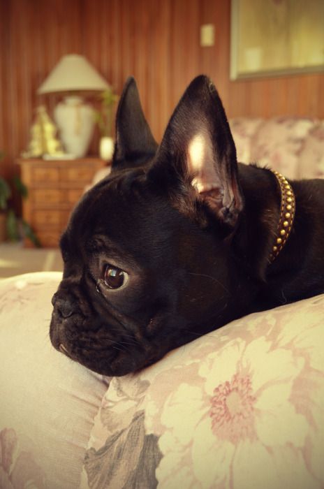 French Bulldog looking